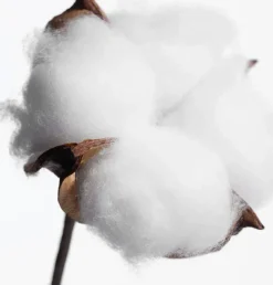 Déodorant solide efficace 48h Fleur de Coton bio Respire - de