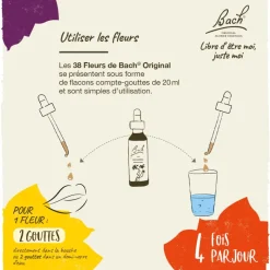 Fleur de Bach Beech Fagus sylvatica - flacon de 20 ml