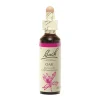 Fleur de Bach Oak Quercus robur - flacon de 20 ml