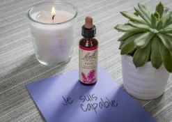 Fleur de Bach Pine Pinus sylvestris - flacon de 20 ml