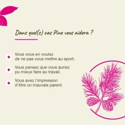 Fleur de Bach Pine Pinus sylvestris - flacon de 20 ml