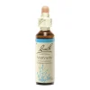 Fleur de Bach Vervain Verbena officinalis - flacon de 20 ml
