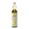 Fleur de Bach Wild Rose Rosa canina - flacon de 20 ml