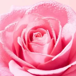 Very Rose Eau micellaire démaquillante apaisante Nuxe